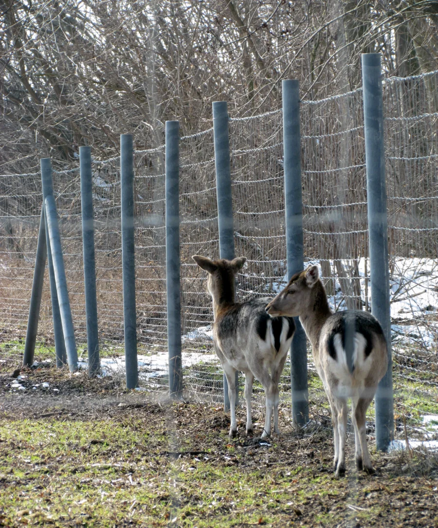 Ümarpost terassüdamikuga - Image 4